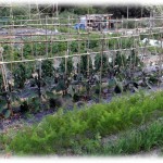 【泥ママ】うちの周辺は趣味や仕事で農業をやっている人が多く畑がたくさんあるんだけど、近所に越してきたママ二人が野菜泥をはじめやがった。バレた原因は、Aママは、盗んでいた畑に立った農薬実験中の看板を見て野菜泥被害の家に乗り込んだこと。その驚きの言い分は…。