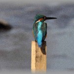 【自然の驚異】家の前を流れる川が、ヘドロ除去作業のおかげで刺激臭がなくなり皆大喜び。ところが2年後、ある朝起きたら・・！