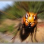 【不幸な結婚式】ガーデン挙式中にスズメ蜂の大群が乱入して一同パニック！挙句の果てに半狂乱になった新婦が「ひどい！嫁いびりだわ！！」