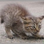 【恐ろしい】姑が放置児にロックオンされていたが私と旦那が締め出しにかかり、何とか追い出しに成功→放置児が家に上がる口実を作るためにとんでもないことを・・・