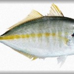 【残念なスレ主】旦那の友達がシマアジっているデカい魚を丸ごと送り付けてきた！捌きもしないで丸ごと送ってくるなんて信じられない！ムカついたので捨ててやった！！→レス「シマアジって超高級魚なのにもったいない…」「そんないい魚食べられなかった旦那さんかわいそう…」→主「たかが魚でそんな高級ってｗｗｗありえないしｗｗｗ」→結果ｗｗｗ