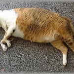 【萌え】友人の姪（１歳半）が生で猫を見たことがないというので、私の家に猫を見に来る事になった。 姪は大喜びで「にゃんにゃのおうち！」と言っていたが、一瞬で表情が凍りついた。