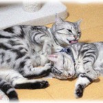 【名付け】飼っている猫と犬に海外の絵本由来の名前をつけてた。犬の散歩中公園で声をかけてきた奥様に犬の名前を言うとその絵本を知っていて意気投合したんだけど、猫の名前を言うと…。