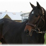 【衝撃体験】朝目が覚めて、寝ぼけながらマンションの横の公園に目をやるとそこに見えたのは十数頭の『馬』だった。ついに私は狂ったか…と呆然としていると…。