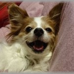 【可愛すぎる】旦那と電話で話してる時「お父さんと話す？」と犬にスマホを向けたらｗｗ