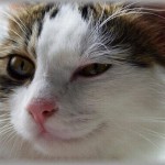 【勘違い男】私「おはようございます」勘男「やめろよ～俺彼女いるんだよ～」ニヤニヤ 挨拶しただけなんだが・・・