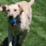 【引いた話】職場の韓国人男性のホームパーティーに犬同伴で招待され、愛犬のﾗﾌﾞﾗﾄﾞｰﾙを連れてった。皆で楽しくやってたんだけど、韓国人男性が私の犬を撫でながら言ったひと言に一同ドン引き・・・！！