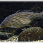 【報告者が…】中学生の頃、近所の変わり者老夫婦が鯉やフナ、めだかなんかを飼っていたんだけど、そのころ自分のアクアリウムがうまく行かなかった僕はイライラしていて、いたずら半分に老夫婦が飼っていた鯉を川に逃がした。でももう20年も前の話で時効だし、若気の至りだと思ってた。しかし最近…。