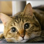 【冷めた瞬間】彼氏のスマホに飼い猫の写真を送った。彼氏の姪っ子「この子が欲しい！」彼氏「5千円で買うわ。雑種だしもう若くもないしこんなもんだろ」