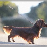 【ｷﾁ】数年前の出来事。ダックスの子犬を飼い始めて１か月程した頃に、俺の職場に警察から電話→「奥さんが怪我をして病院にいます。お話を聞きたいので来てください」→慌てて駆けつけると腕にでっかいばんそうこうを貼った嫁と警察官が…！事情を聴いてみると…