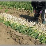 【へたれ】同級生が婿入りした農家の手伝いに行ってきた。朝食をご馳走になってる時に娘さんが言った。「お父さんは逃げた、電話にも出ない・・・」→その真相は・・・