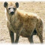 【スカッとする話】犬を飼おうと里親募集のサイトを見たら、はじめて見る種類の犬に何故か惹かれ引き取りに行った。ある日散歩をしていると珍しい柄の犬を連れた奥様と話をする機会があったんだけど、お宅もこだわってブリーダーから買ったのねという奥様に、この子は捨て犬だったと説明すると奥様豹変！そこへ現れたのは…。