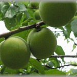 【修羅場】隣家に青梅を盗まれ、そこの子供が食って泡吹いて病院へ→隣家のオヤジに草刈の鎌とライターと新聞紙持参で襲撃され腹に鎌が刺さった。