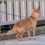 【ずうずうしい話】動物病院に勤める私を何かとあてにして、「爪切りよろしく～」と家の前に犬をつないで放置していく弟嫁。文句言うと「でも放置できないよね？私さん動物好きだもんねｗｗ」