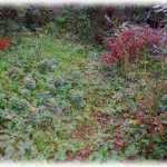 【衝撃体験】義母「草むしりして」私「ハイ喜んで！」→熱中症で倒れる。旦那と義父に〆られた義母「あれ嫁いびりだったのごめん（泣）」。その状況にパニックになって変な事言っちゃったら私の病気が発覚してびびった。