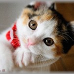 【夫婦の悩み】「猫を飼うなら働くこと」を条件に旦那と結婚して3年、旦那が転勤に。子供も欲しいし退職を考えてるんだけど・・・旦那「どうしても辞めたいのなら猫を預けろ」