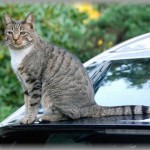 【和み】父親は車を大事にしているが、よくトランクやドアを開け放して車の換気をしている→飼い猫が入り込んで遊んでいたのだが・・・