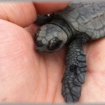 【ぶりっこ兄嫁】私の夫は亀を飼っている。結婚式の前に花嫁として出来上がった頃、兄夫婦と旦那が部屋に来た。旦那「うちの亀が～」兄嫁「やめてっ！」