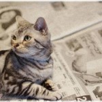 【報告者が？】新聞にペット写真を投稿したら落選。しかし、後日私の写真と似た構図のCMが放送された！