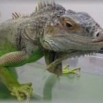 【クソトメ】結婚前から飼ってたイグアナを気持ち悪いと散々怒鳴るトメ。このイグアナのためにWEBカメラを設置して温度管理や事故がないかチェックしてるのだが、ある時なぜかトメが映った。