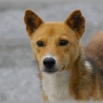 【和み】うちの犬は保健所にいたのを保護団体経由でうちにきたので初めは誰に対しても怯えていた。家族みんなで取り合うように愛情を注いでいたら・・・