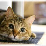 【衝撃体験】怪我をして衰弱した猫を助けた友人はその猫を飼うことにして、何度も病院に連れて行き、猫グッズもたくさん用意してとても大切にしていた。あるときどうしても帰省しなければならなくなり、近くに住む動物好きの老婦人に猫を預け、1週間ほどして迎えにいくと…。