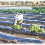 【泥ママ】親に頼まれ畑作業をしていると子連れの母親に「サトイモ泥棒！」と罵られ、サトイモの株を抱えてとんずらされた。盗られた時「旬を外れてるからマズイから！」と声を声をかけたんだけど、一時間後…。