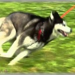 【衝撃の事実】飼ってる犬の足の付け根がやけに引き締まってきたなあ、と思ってたら・・・