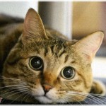 【夫婦】ネコ連れを条件に結婚した私。数日前、仕事から帰ると学生時代から飼っているネコがいない。ようやく姿を見つけたが…