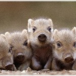 【修羅場】友達が六甲山でデート中瓜坊に出くわし、彼女を置いて一目散に逃げた結果…