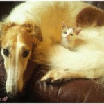 【衝撃】お盆に帰省したら、実家で犬と猫を飼っていた上に姉が婚約破棄して実家に出戻っていた！元婚約者が「新居には邪魔」と言って犬を処分しようとしたのが原因らしい。