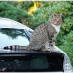 【修羅場】車を降りて家に入り数分後すぐに車に戻ったら、さっきまでニヤニヤこっちを見ていた放置子がいなくなっていた。イヤな予感がして車の周囲を見てみると…