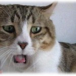 【衝撃体験】興味本位で妻の足の臭いを嗅いでみた結果。死にかけたんだが？