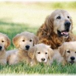 【和む話】うちの犬(雑種・外飼い)は4匹子供を産んだはずが、いつのまにか5匹に増えていた！！