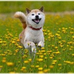 【謎】犬ってさ、何されても「意地悪されてる」「嫌なことされてる」って思わないのかな？