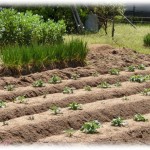 【キチガイ】隣のキチ家が勝手にうちの土地で家庭菜園した挙句、収穫後に「あんたの畑が汚れて迷惑！」と後片付けをさせられる。それが3年続いたので仕返しをしてやった。