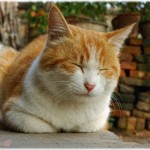 【冷めた話】「やめろ！何すんだこいつ！」と元彼が叫んだので駆けつけたら、頭に猫をのせた元彼がぐるぐる回転していた！