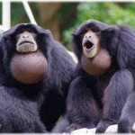 【修羅場】「オジサンみたいな声で鳴く猿」の動画を見てたらヘッドホンが抜けてオジサンの絶叫が病室中に響き渡った。同室の皆さんに「サルです」と謝ったところ…