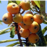 【伝説のママ友】庭の生り物をご近所に分けたら、何故かAは勝手に持って行っていいと思ったらしく、毎年柿や栗や枇杷などを盗んでいくようになった。