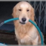 【衝撃体験】うちの愛犬も2才になり、イタズラが収まって庭に出しても大丈夫になった。ところが昨日家に帰ったら、庭の水道から水がジャージャー流れてた。慌てて防犯カメラをチェックすると・・・