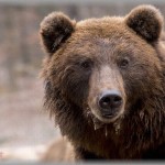 【恐怖】4歳の時に近所で熊を飼っている家があった。近所の子供達で遊んでいる時、最年長のA子が「熊を見に行こう」と言い出した。