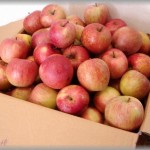 【宇宙人】実家から沢山リンゴを送ってくれるので、ご近所さんに配っていたら喜んでくれていた。そのうちの一人暮らしだった男性が結婚したので、奥さんにリンゴを渡したら断られた。