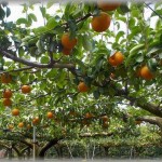 【ぎゃああ】彼氏が農家の長男だった。私「農家の嫁かぁ～できるかな。虫ちょっと苦手なんだよね｣彼氏「すぐ慣れる」→実家にご挨拶に行ったら・・・