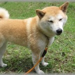 【国際交際】韓国人と付き合ってる。相手が少しずつ覚えた日本語を積極的に使ってくれて嬉しかったのだが、デート中に柴犬を見た彼が嬉しそうに「シバ！」と叫んで冷めた。