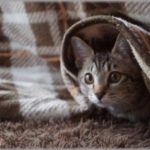 【可愛い】昨年夏に保護したうちの猫は、一冬はこたつで過ごしていた。また昨日こたつ出そうって家族と話してたらｗｗｗ