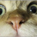 【衝撃】猫の朝ご飯を用意したが呼んでも来ない。探しまわるとうちの裏手の方で鳴き声がしたので、慌てて外に出た→衝撃過ぎる展開に・・・