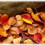 【キレイな反撃】隣家の落ち葉がすごい。文句を言ってもスルーか「自然はいいでしょうー♪」とかお花畑な対応しかされないのでこういう対策をしてみた。