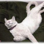 【義実家】義姉が欲しがったので『人をダメにするソファ』を注文したら、義父母と私が義姉の家にいるときに届いた。喜んで座る義姉だったが…。