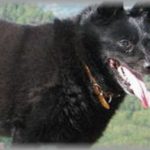 【衝撃体験】授業中、誰かが「犬だ！」と叫んだ。校庭を見ると、真っ黒い犬が凶暴な口を開けて涎を垂らしながら走ってた。修羅場  と化す校内。ところがその犬、よく見ると・・・