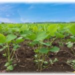 【ずうずうしい話】義父が畑をやっていて、持っていっていいよと言われることがある。ある日白菜を持っていっていいと言われたので採っていると声をかけられたんだけど…。